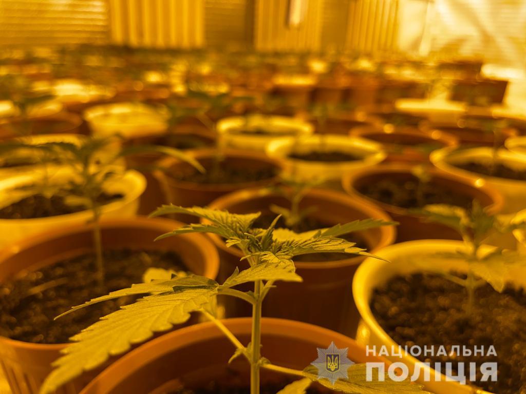 Конопля харьков