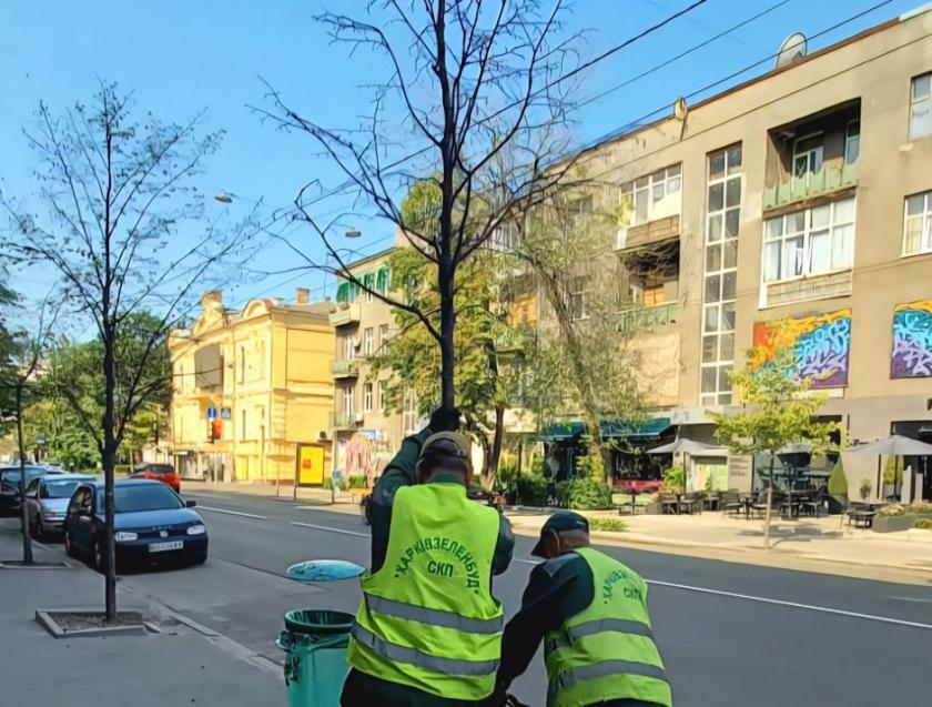 дерево