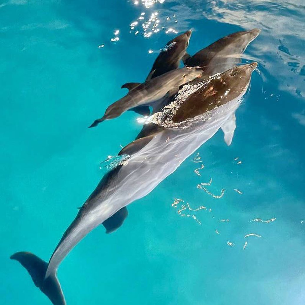 Фото: Харьковский дельфинарий Nemo