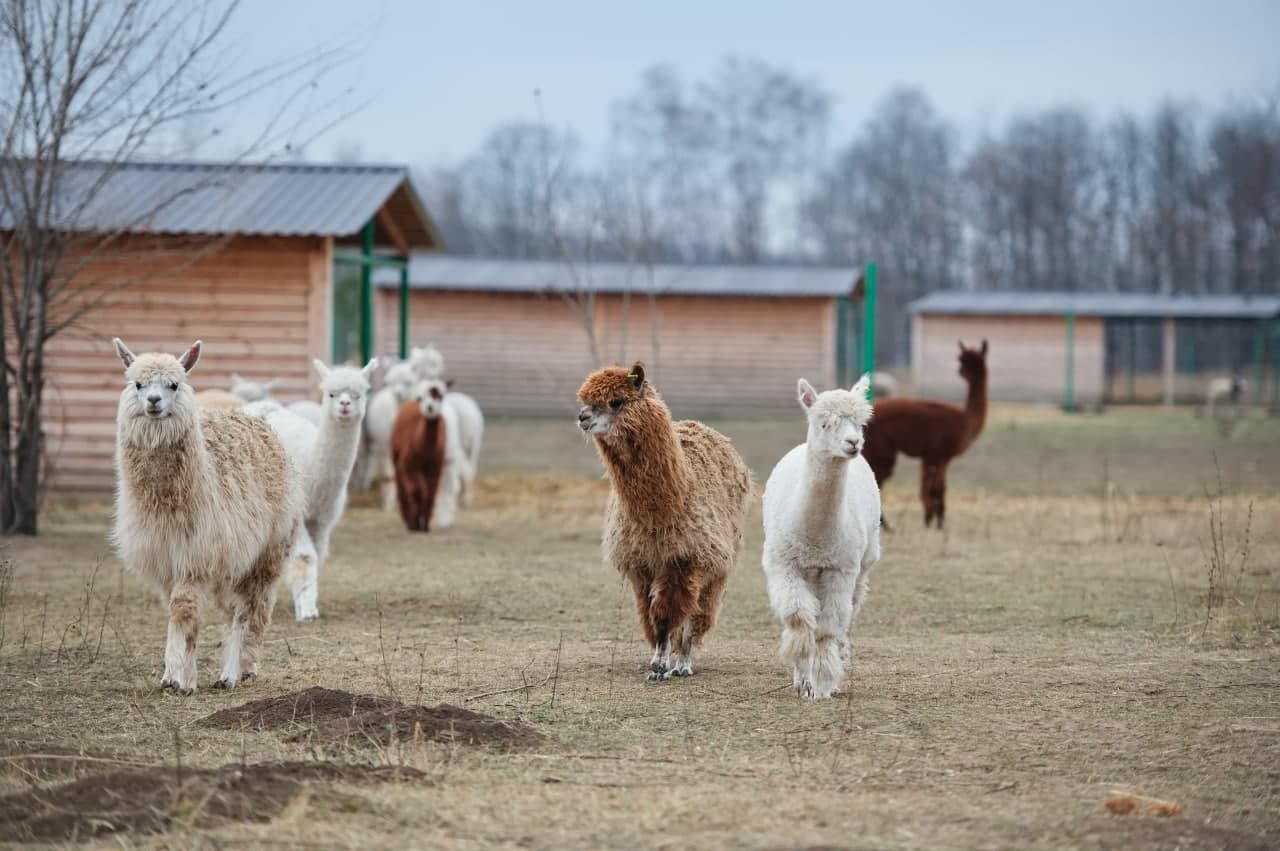 Фото: Фельдман экопарк 