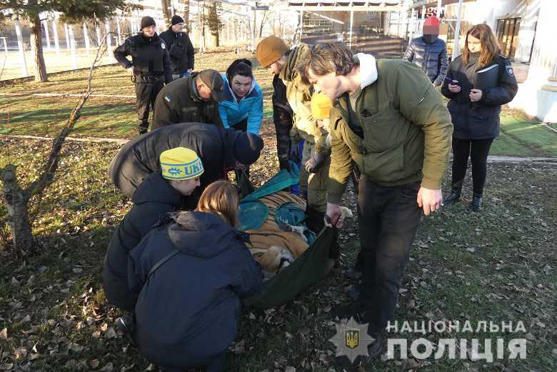 Спасли тигров в Киеве