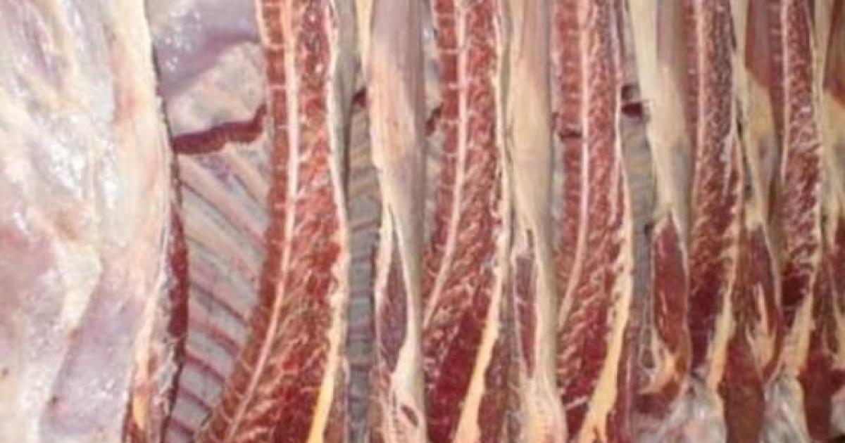 Конина живой вес. Мясные продукты. Мясо молодой говядины. Конина живой вес. Конина живой вес.