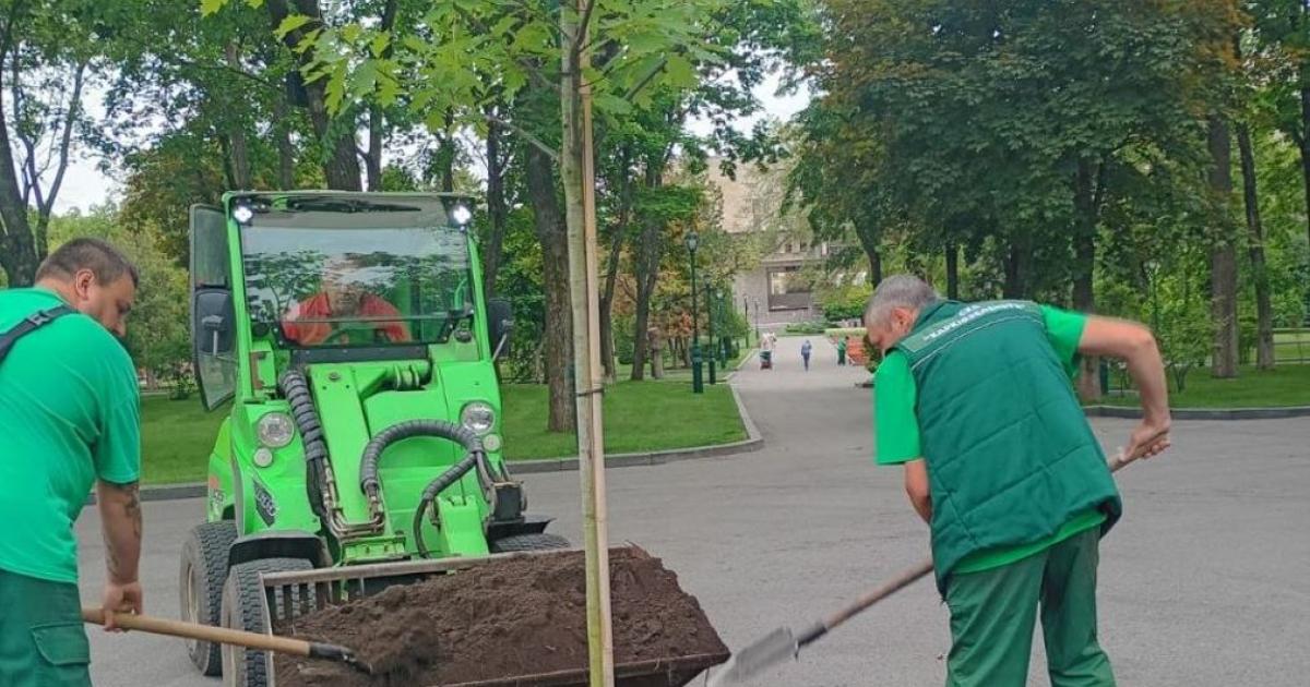 У центрі Харкова посадять нові дуби