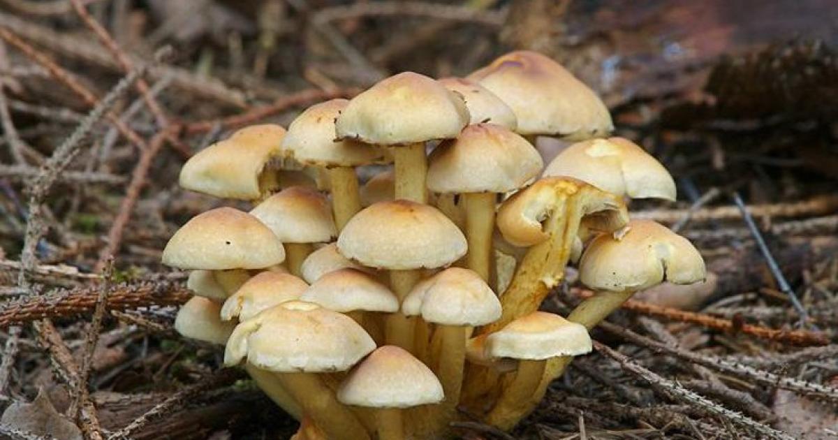 Гриб Опенок Фото Съедобный И Ядовитый