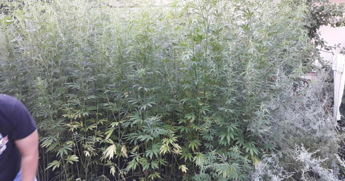 Выращивание конопли в харьков Выращивание конопли в харьков как установить переводчик в тор браузере gydra