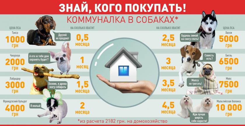 инфографика_собаки