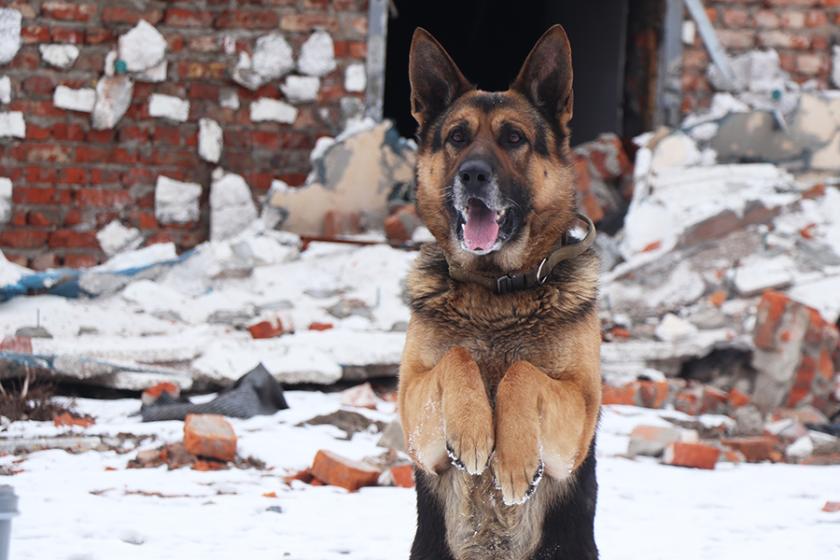 службові собаки 1