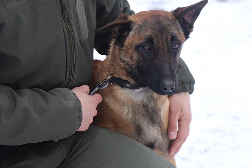 службові собаки 1