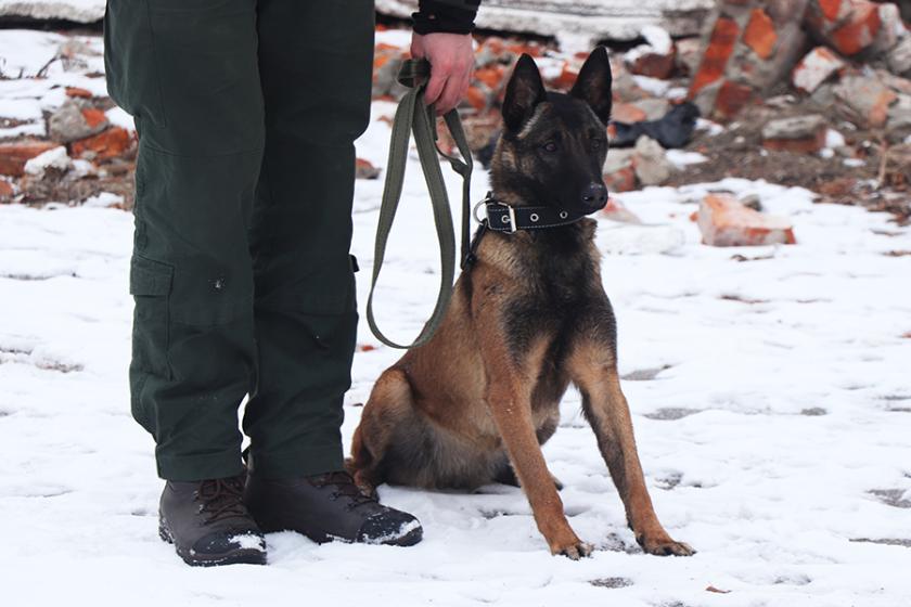 службові собаки 1