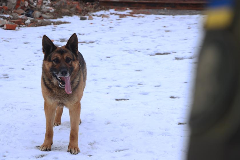 службові собаки 1