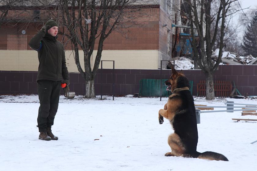 службові собаки 1