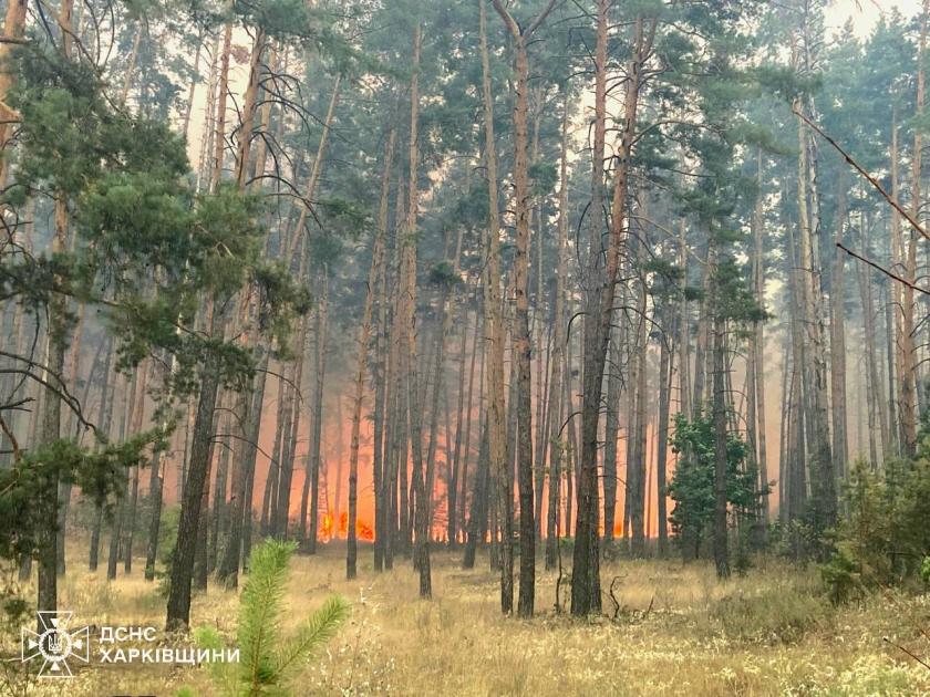 На Харківщині гасять масштабну лісову пожежу: вогнем охоплено понад 700 гектарів