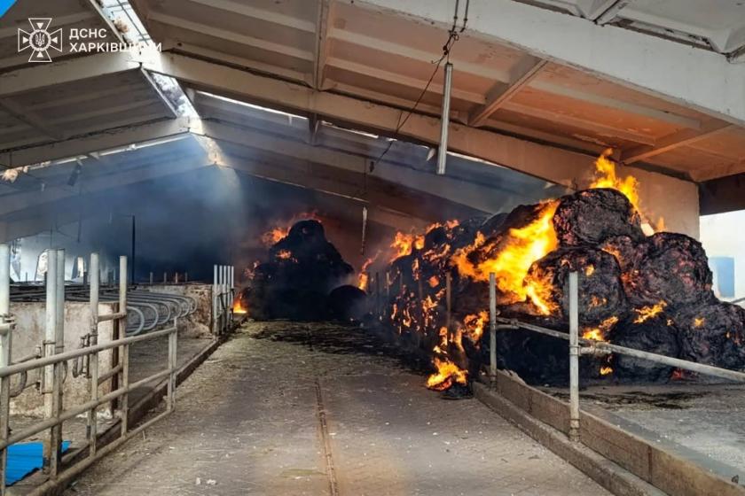 Окупанти розстріляли ферму з тваринами у Харківській області