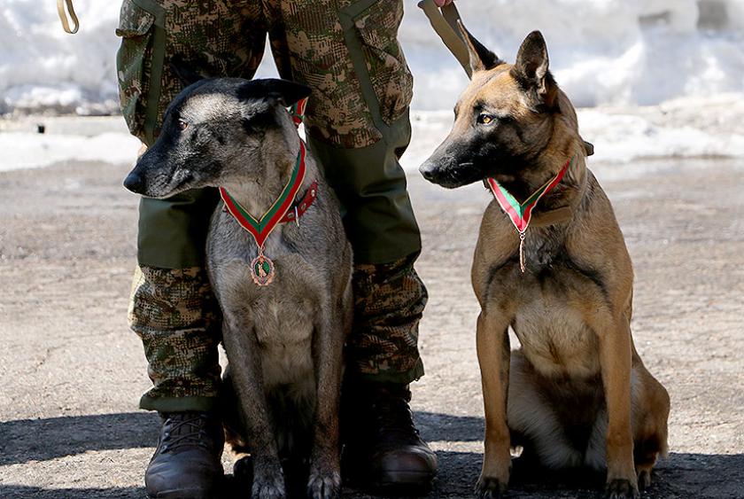 Четырелапых Нацгвардейцев наградили медалями. Фото: пресс-служба Нацгвардии