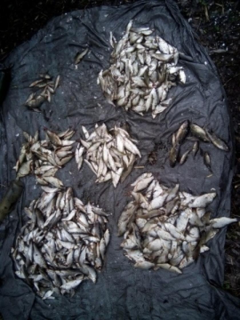 Харьковские рыбаки наловили рыбы около 150 тысяч гривен. Фото: darg.gov.ua