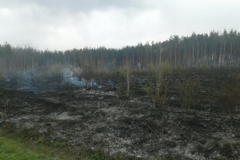В Харьковской области горел хвойный лес. Фото: ГСЧС