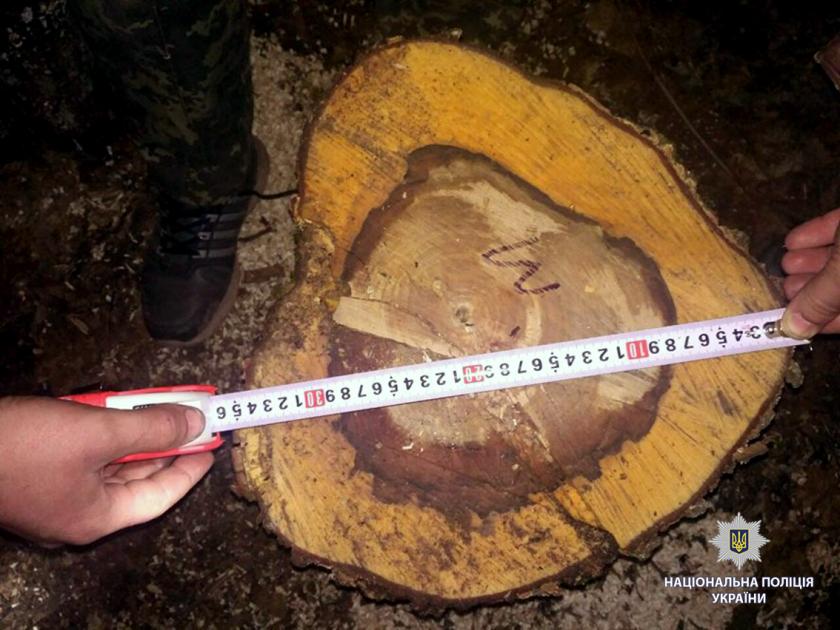 В Харьковской области незаконно срубили дубы и клены. Фото: ГУНП