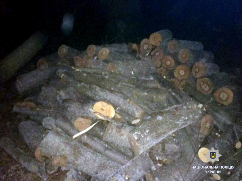 В Харьковской области незаконно срубили дубы и клены. Фото: ГУНП