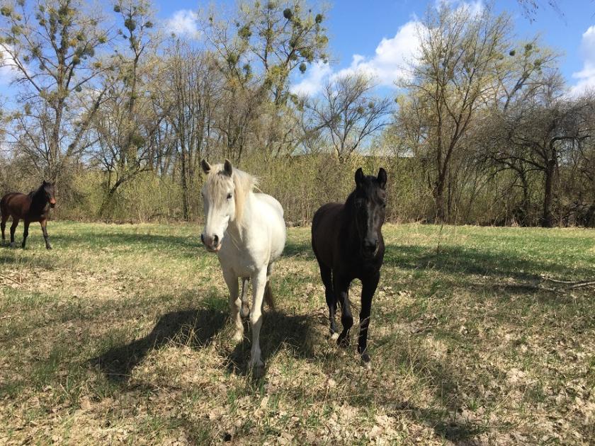 Чернобыльская зона отчуждения: наши дни. Фото: Юлия Ворона / KHARKIV Today