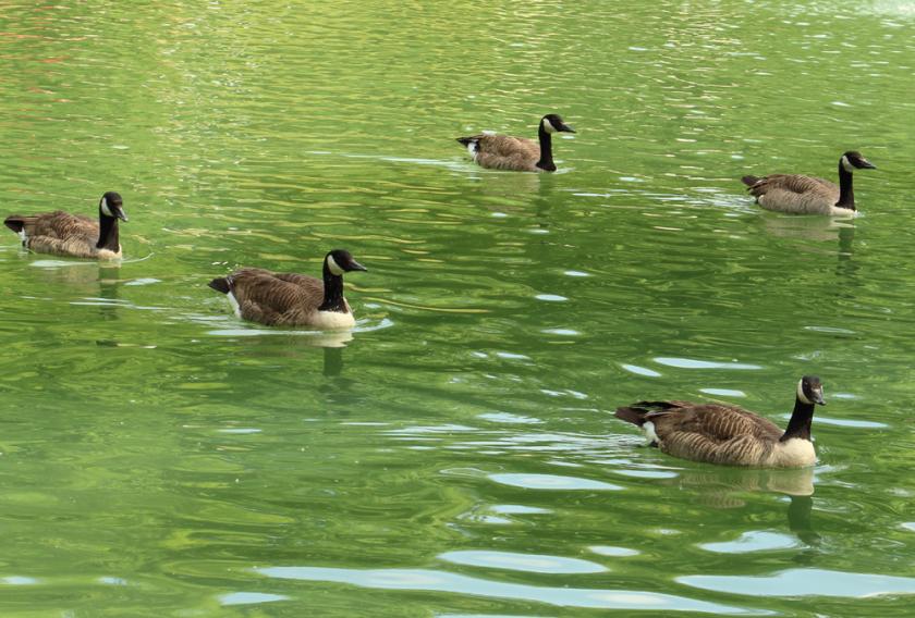 В пруд в парке Горького выпустили птиц. Фото: Харьковский зоопарк