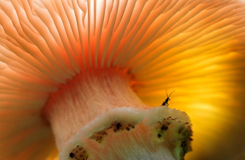 Работы победителей всемирного фотоконкурса. Фото: The Nature Conservancy