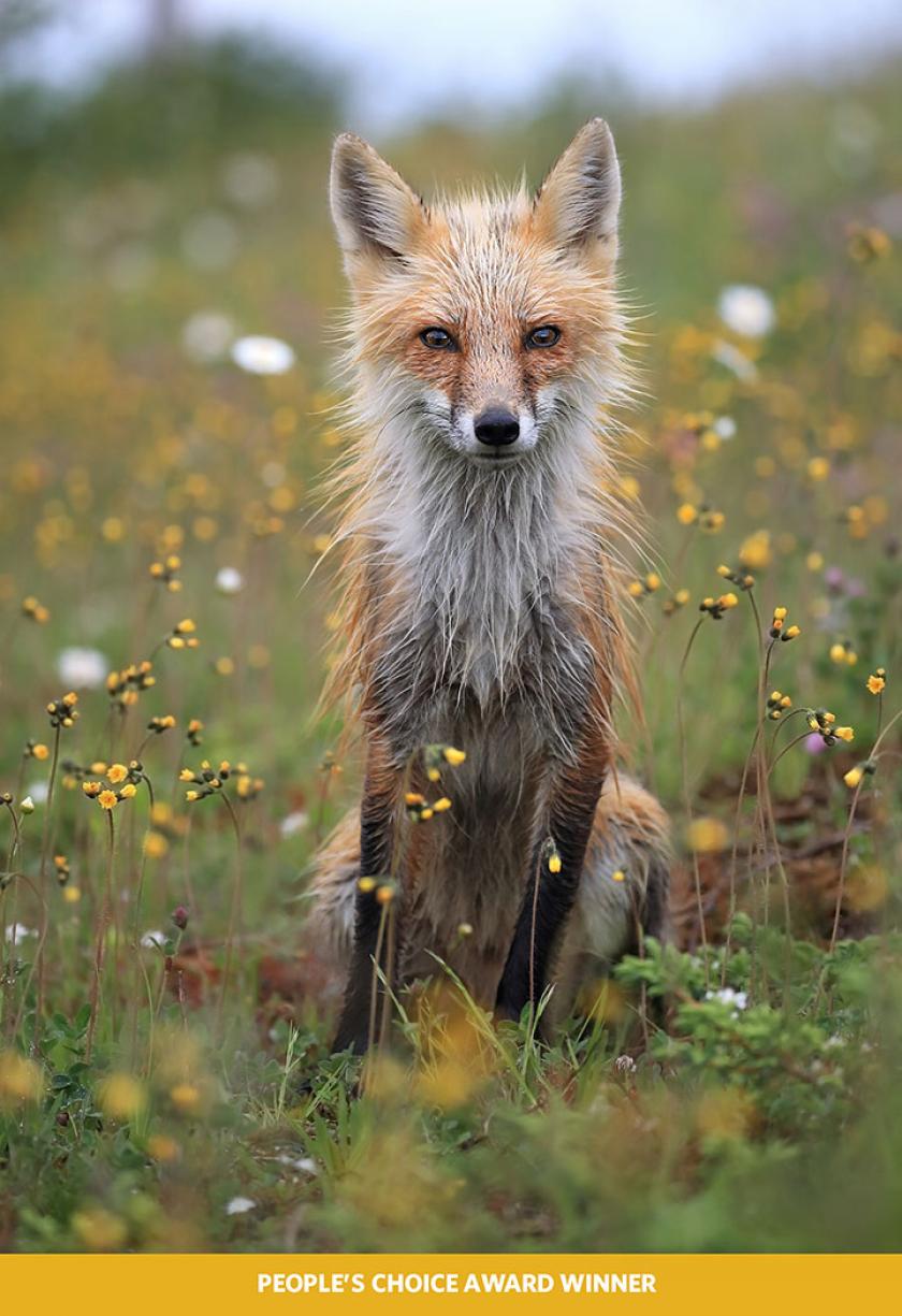 Работы победителей всемирного фотоконкурса. Фото: The Nature Conservancy