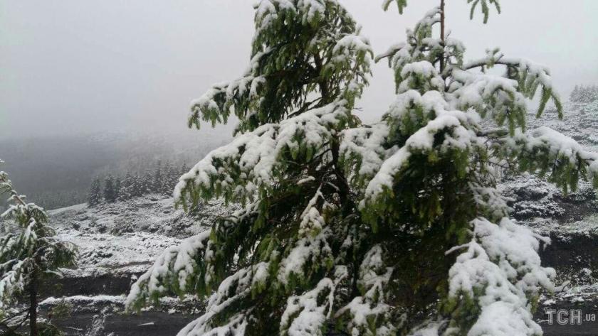 В Карпатах выпал снег. Фото: ТСН