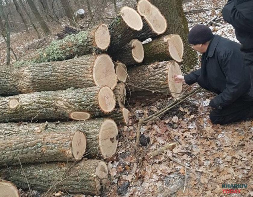В Харьковской области под видом санитарной вырубки уничтожают вековые дубы. Фото: Татьяна Бедняк.