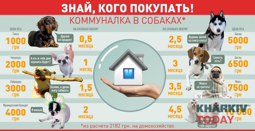 инфографика_собаки