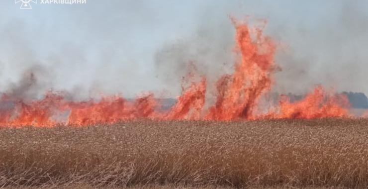 РФ свідомо б'є по пшеничних полях у Харківській області