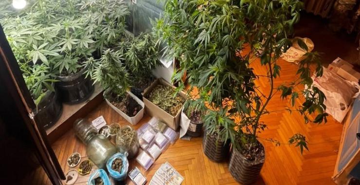 Поліцейські знайшли на Харківщині 800 кустів конопель