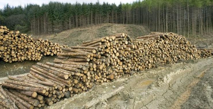 Рада ужесточила ответственность за контрабанду леса-кругляка.