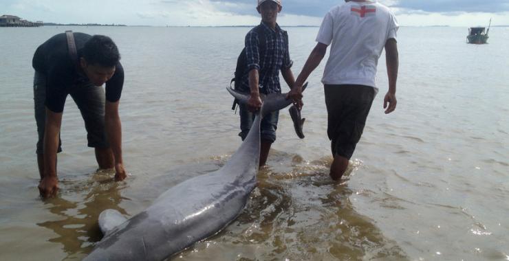 В Рио погибли сотник дельфинов. Фото: news