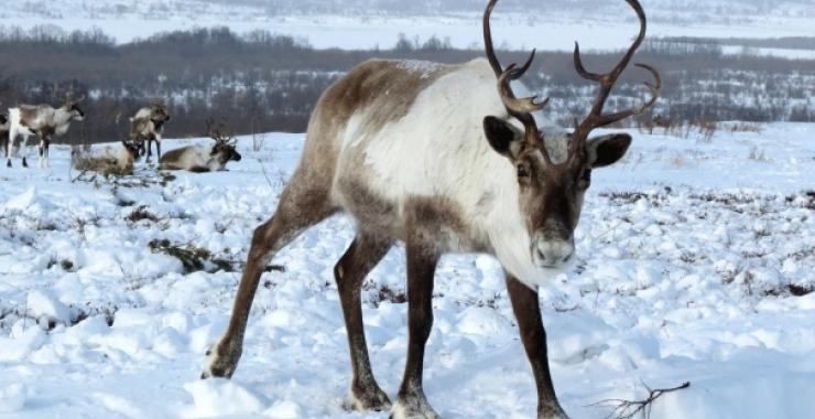 Олени не могут добраться до корма и гибнут. Фото: korrespondent.net