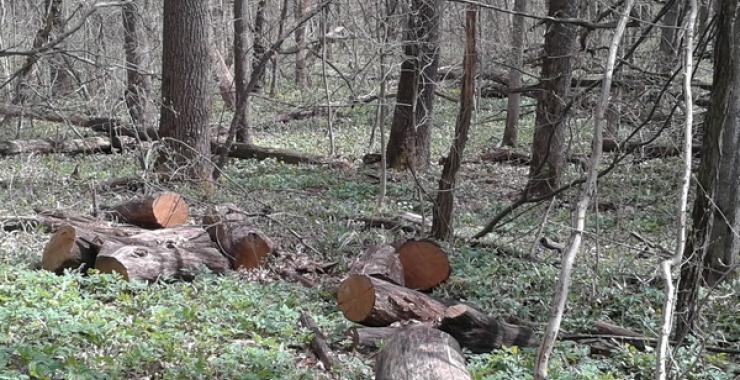 В Харькове задержали незаконного лесоруба. Фото: прокуратура Харьковской области