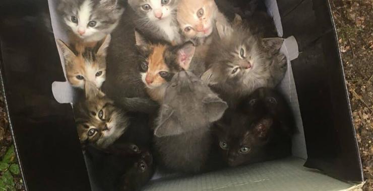 В лесополосе на Алексеевке выкинули 60 котят в коробке. Фото: facebook.com / lilia.perelet