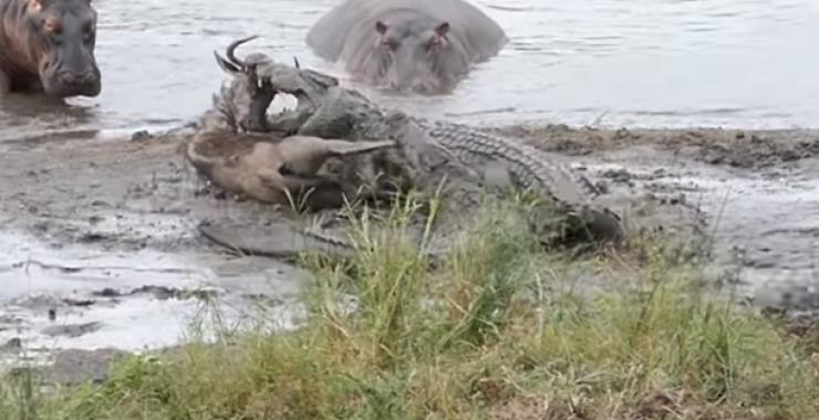 Крокодилы напали на антилопу на водопое. Фото: скрин видео
