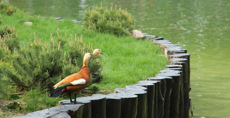 В пруд в парке Горького выпустили птиц. Фото: Харьковский зоопарк