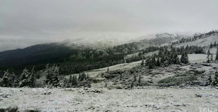 В Карпатах выпал снег. Фото: ТСН