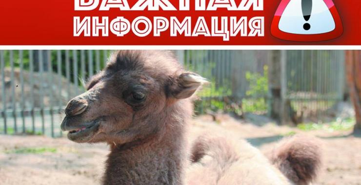 В зоопарке предложили выбрать имя для верблюжонка.