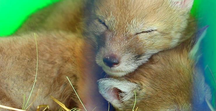 В Харьковском зоопарк родились щенки корсаков. Фото: zoo.kharkov.ua