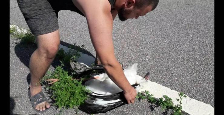 В харьковской области погибли четыре аиста. Фото: Спасение животных/Facebook