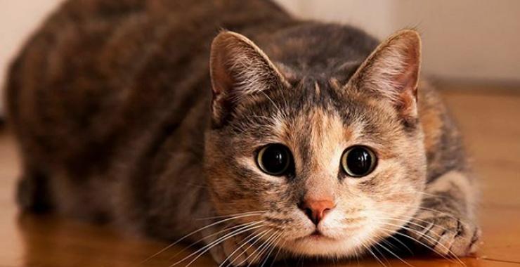 кот