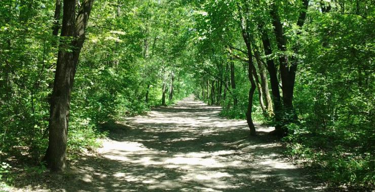 V Dergachevskom rajone hotyat vernut' les gosudarstvu stoimost'yu 4 milliona griven. Foto: iz otkrytyh istochnikov