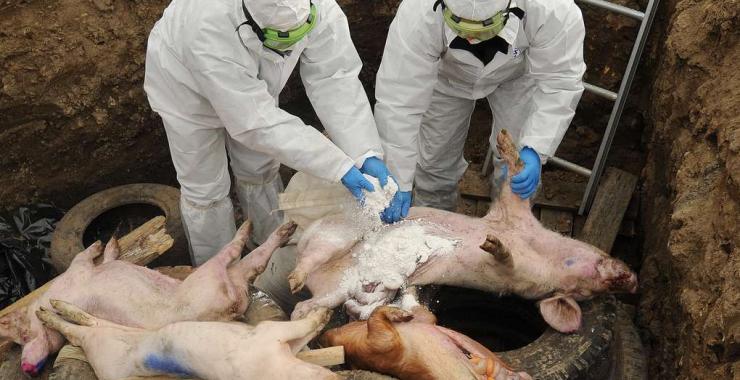На харьковской свалке нашли трупы свиней, зараженных африканской чумой. Фото: соцсети