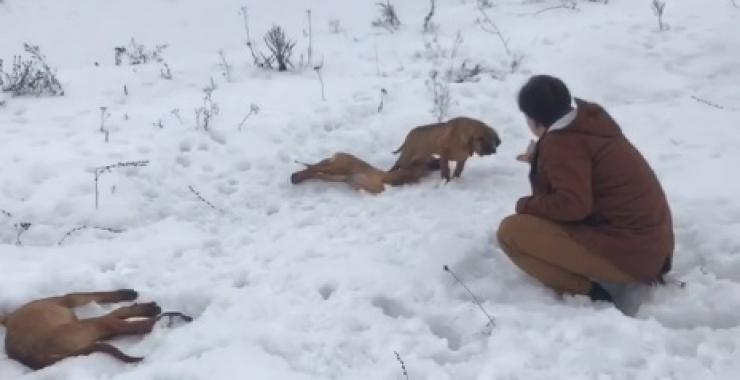 Один из умерших в заснеженном поле щенков голодал двое суток . Фото: скрин видео / Служба спасения животных в Харькове