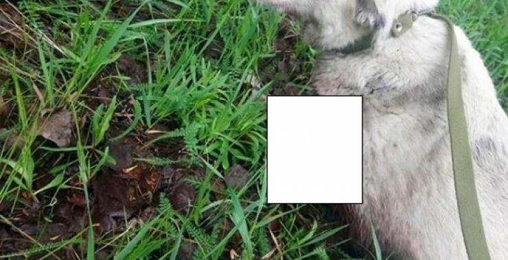 Собаке Мусе нужны деньги на лечение. Фото: Харьковская служба спасения животных