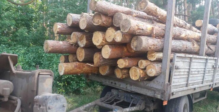 лес сосна Богодуховский район. Фото: ГУНП в Харьковской области