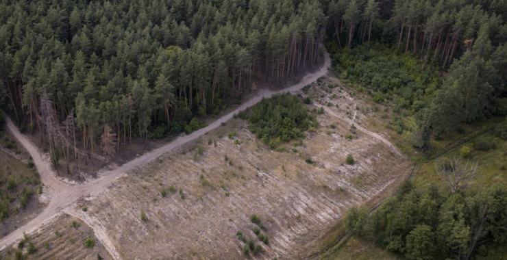 За первое полугодие 2019 года в лесхозах Харьковской области незаконно вырубили 9.3 тысячи кубометров. Фото: president.gov.ua