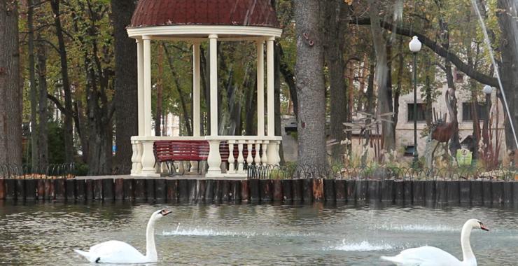 Лебеди в парке Горького. Фото: Харьковский зоопарк